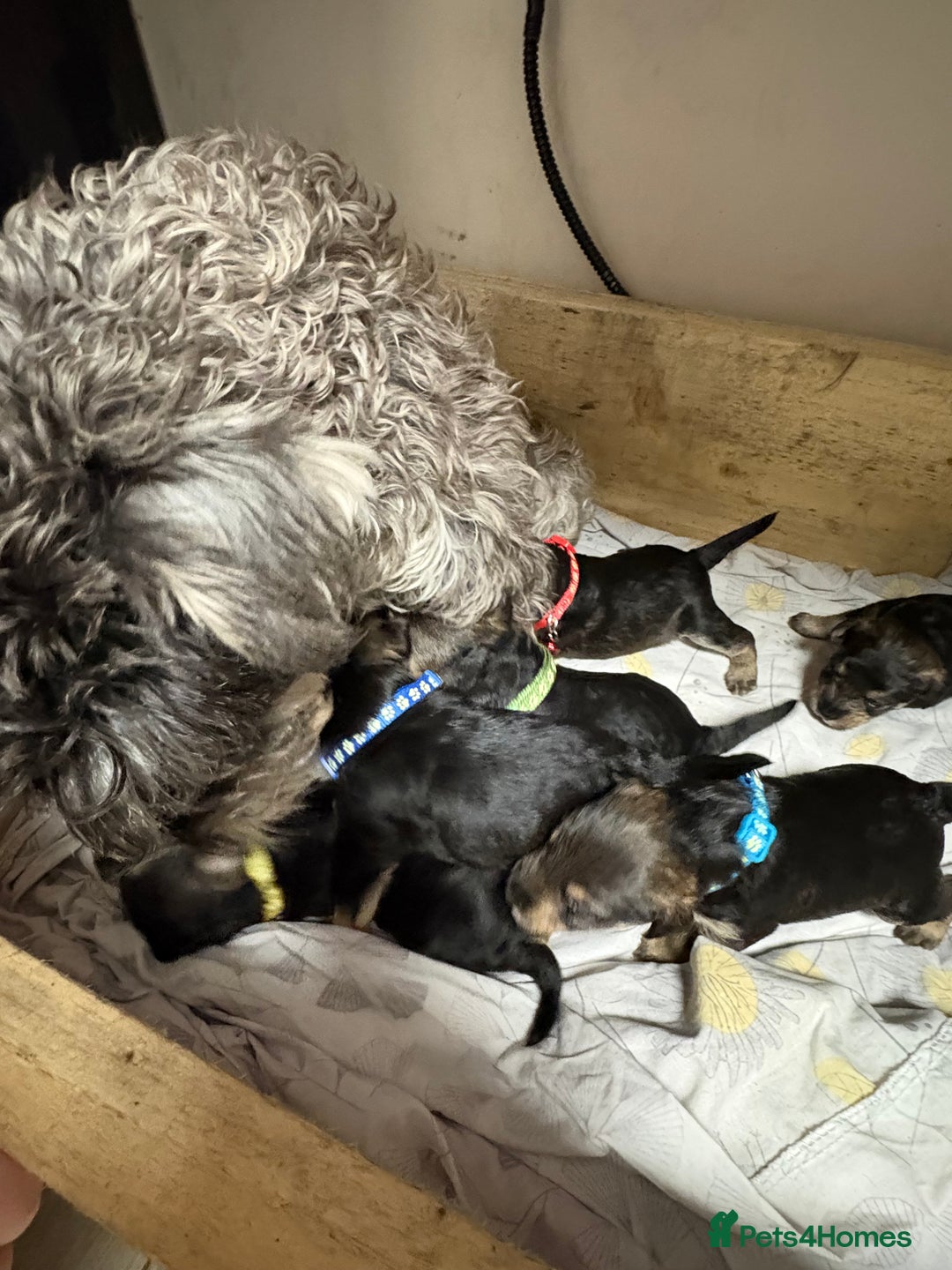 Mixed Breed dogs for sale: Wowauzer puppies for sale. Schnauzer x Welshie - Advert 12