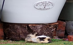 Guinea Pig rodents for sale: Beautiful baby boy  - Image 6