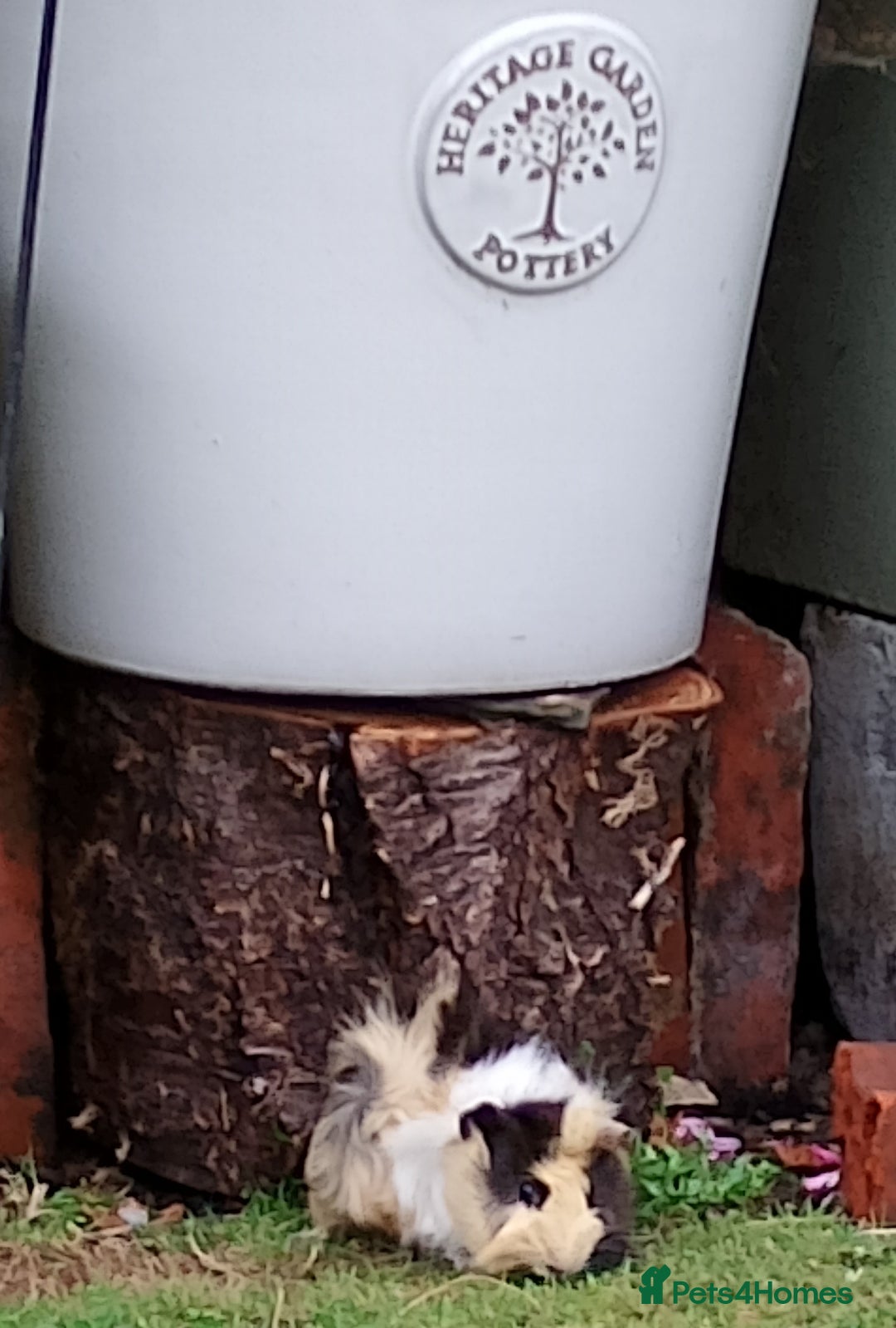 Guinea Pig rodents for sale: Beautiful baby boy  - Image 6