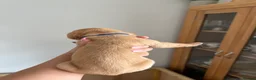 Labrador Retriever dogs for sale: KC Registered Fox Red Labrador Puppies in Houghton le Spring - Advert 17