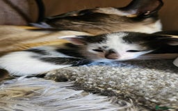 Oriental cats for sale:  GCCF Oriental Kittens For Sale - Image 24
