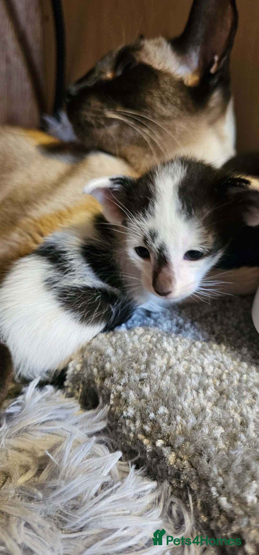 Oriental cats for sale:  GCCF Oriental Kittens For Sale - Image 24