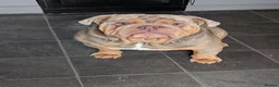 English Bulldog dogs for stud: English bulldog for stud - Advert 3