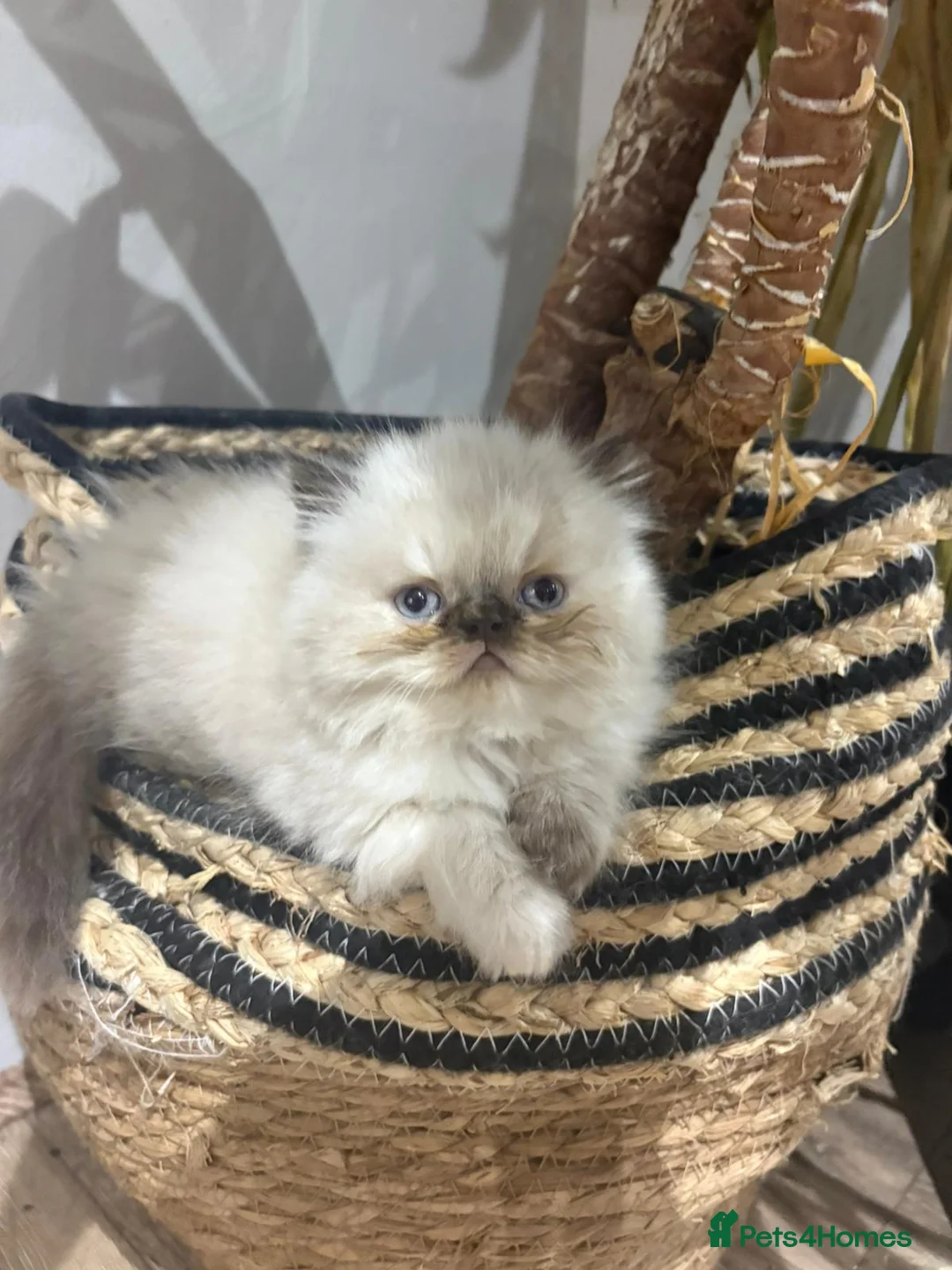 Persian cats for sale: Beautiful pure breed Persian kittens  - Advert 25