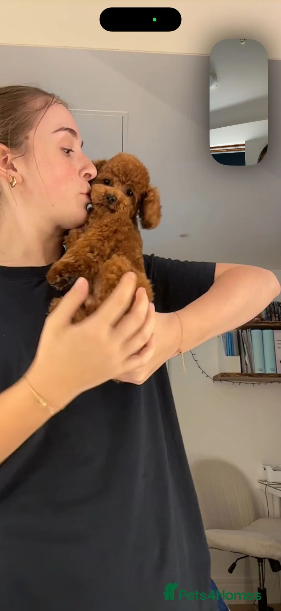 Toy Poodle dogs for stud: Pedigree Red Teddy Bear Toy Poodle Stud - Advert 3