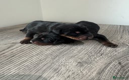 Dobermann dogs for sale: Stunning Black and Tan pups Boy and Girl   - Image 9