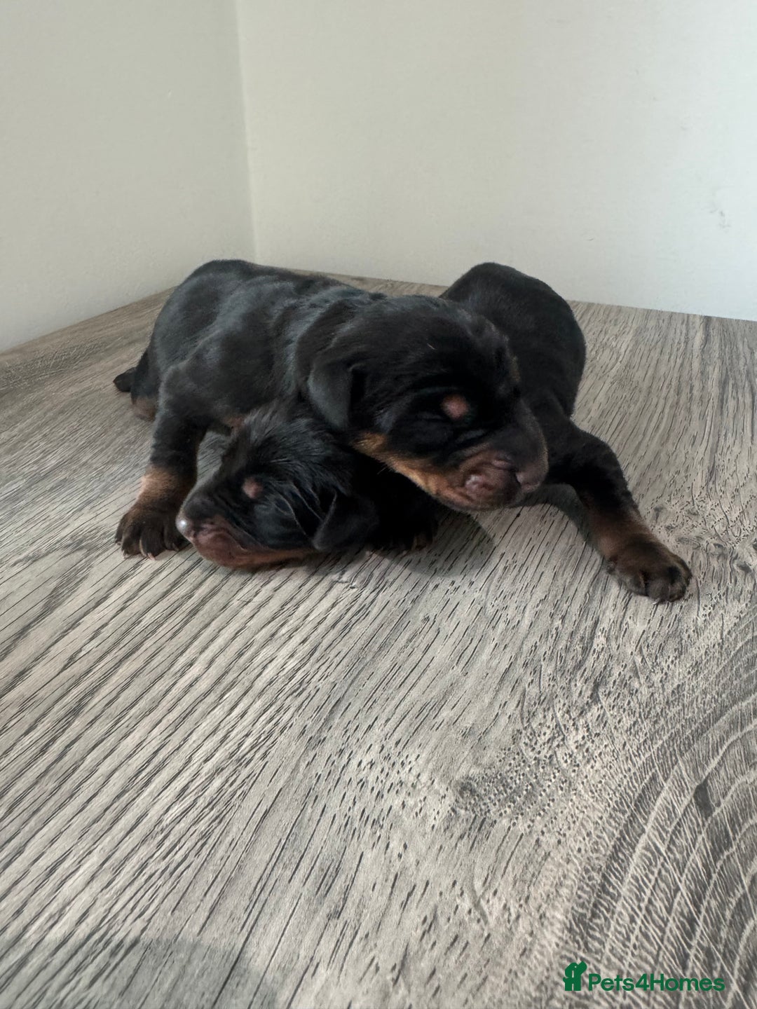 Dobermann dogs for sale: Stunning Black and Tan pups Boy and Girl   - Image 9