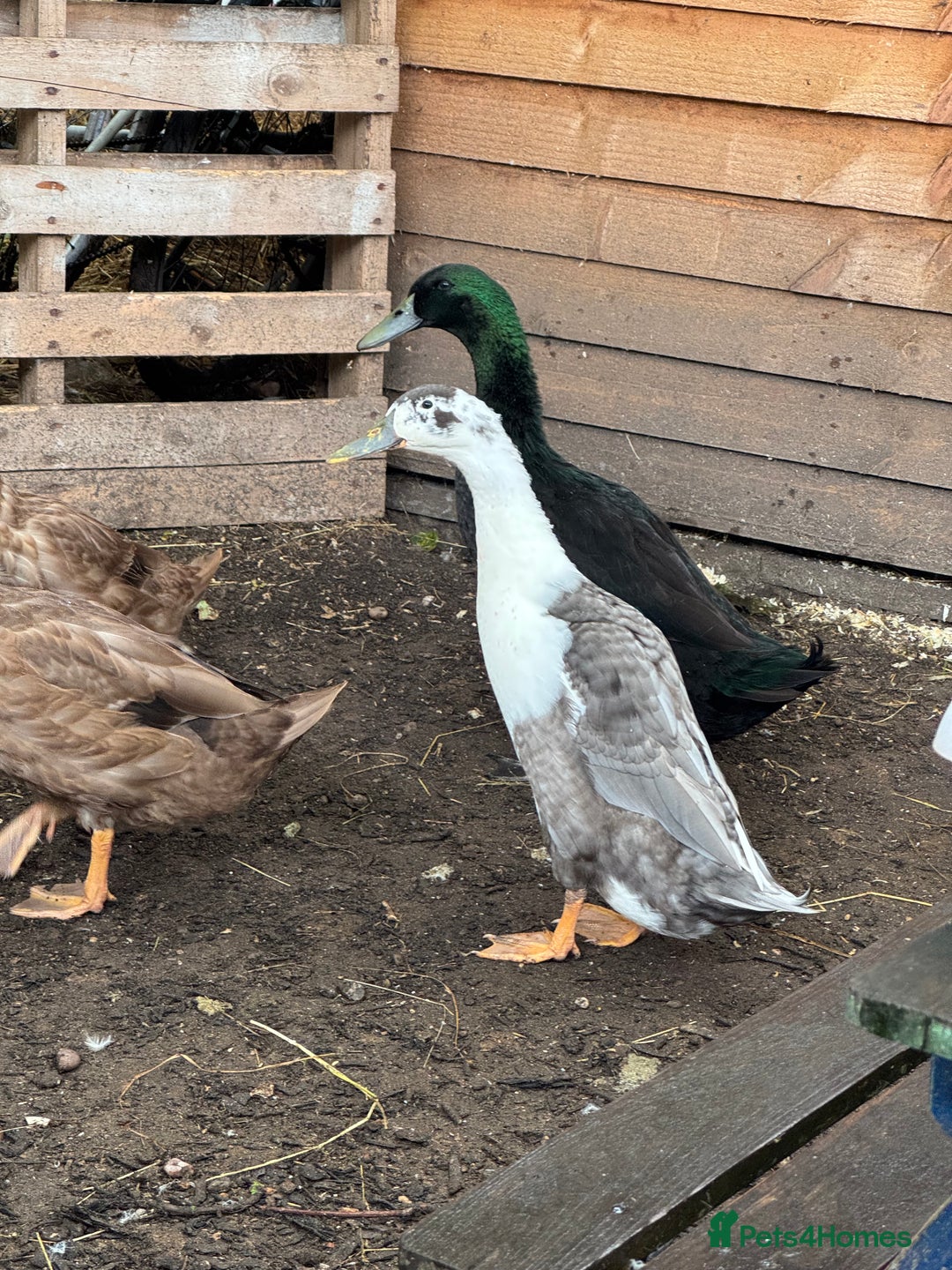 Ducks poultry for sale: One Indian Runner Drake looking for a new home - Image 3
