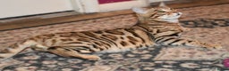 Bengal cats for sale: STUNNING GLITTER PELTED TICA REG BENGAL KITTENS - Advert 30