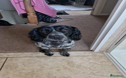 Sprocker dogs for sale: Beautiful sprocker pups - Image 11