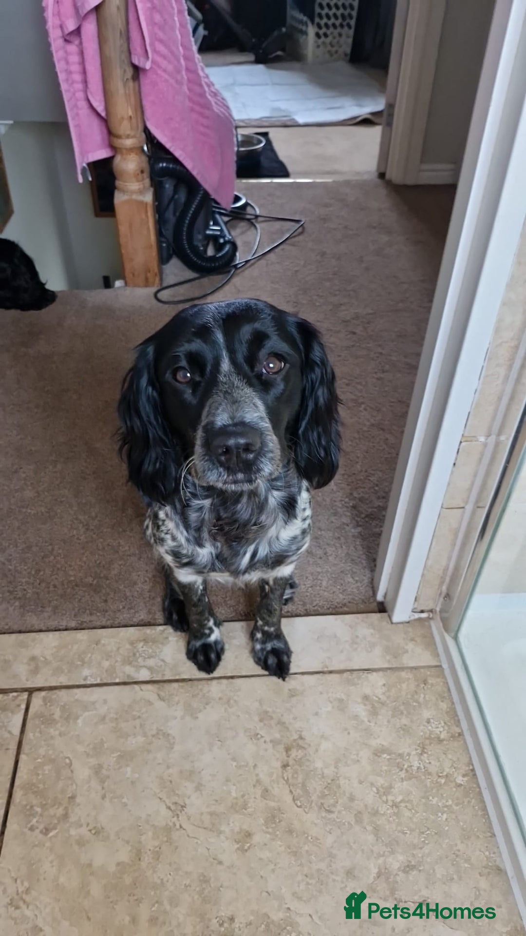 Sprocker dogs for sale: Beautiful sprocker pups - Image 11