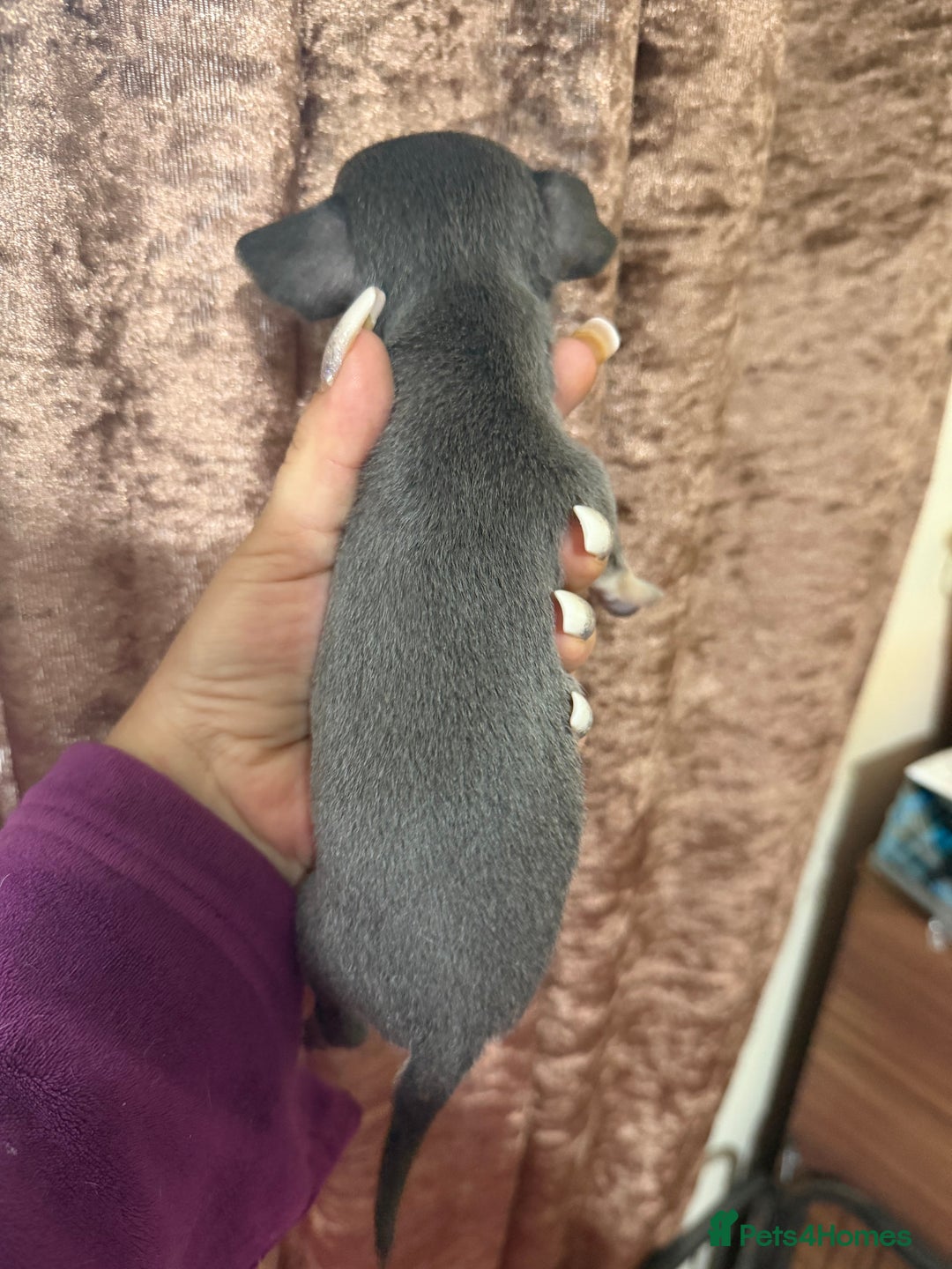 Chihuahua dogs for sale: Chihuahua pups - Advert 5