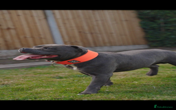 Staffordshire Bull Terrier dogs for stud: NARCOS! THE U.K’s FINEST STAFFY AVAILABLE NOW! in Nottingham - Image 33