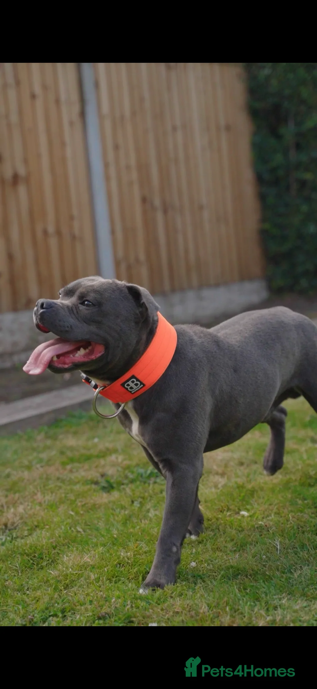 Staffordshire Bull Terrier dogs for stud: NARCOS! THE U.K’s FINEST STAFFY AVAILABLE NOW! in Nottingham - Advert 33