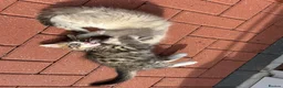 Mixed Breed cats for sale: Ragdoll - Mixed - Advert 4