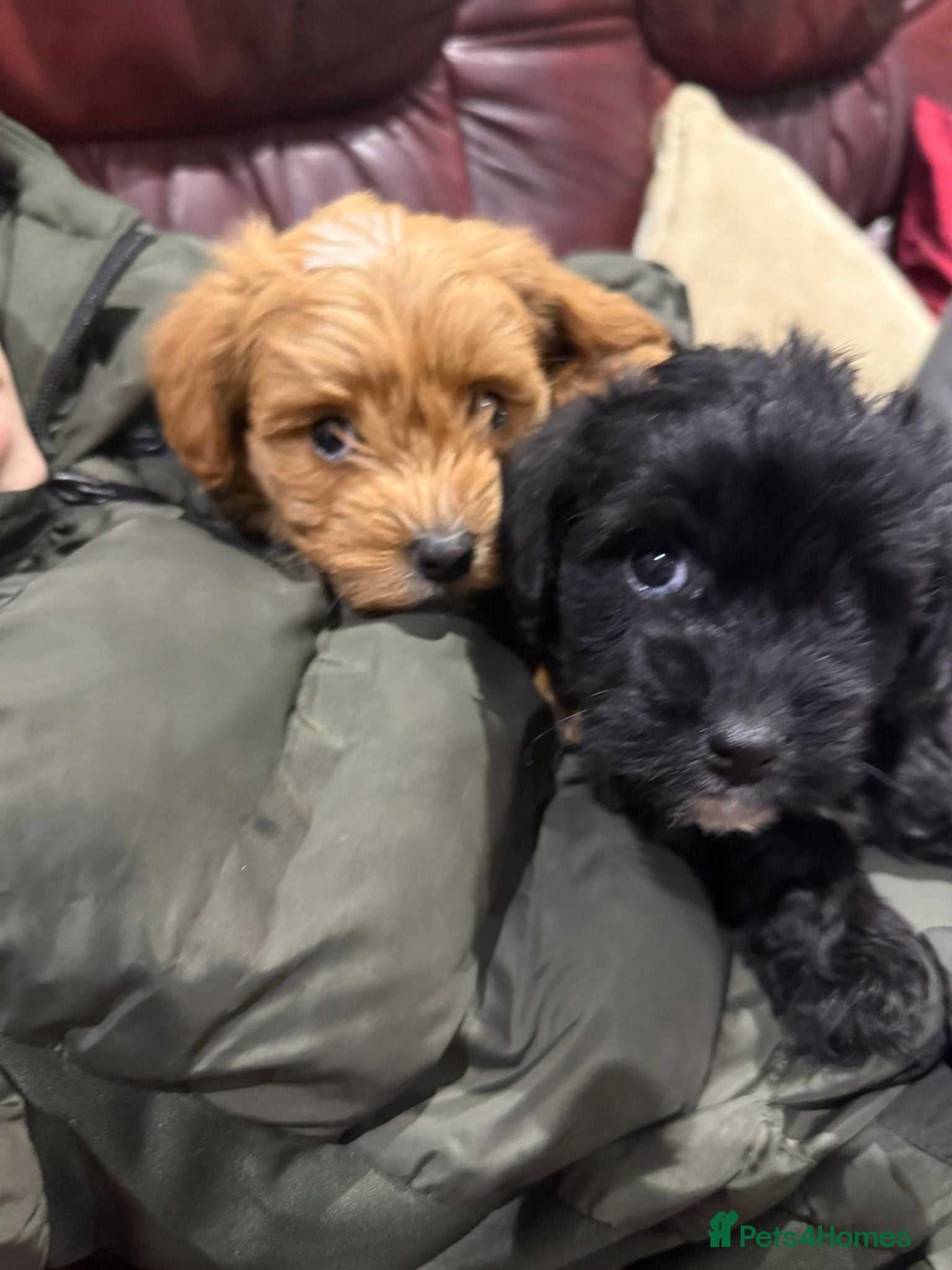 Jackapoo dogs Toy Jackapoo Puppies (Jack Russell x Toy Poodle) - Advert 1