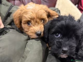 Jackapoo dogs Toy Jackapoo Puppies (Jack Russell x Toy Poodle) - Advert 1