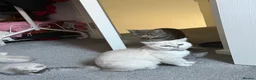 Mixed Breed cats for sale: 3/4 British short hair kittens - Advert 7