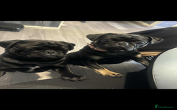 Pug dogs for sale: Pug puppies for sale  - Image 4
