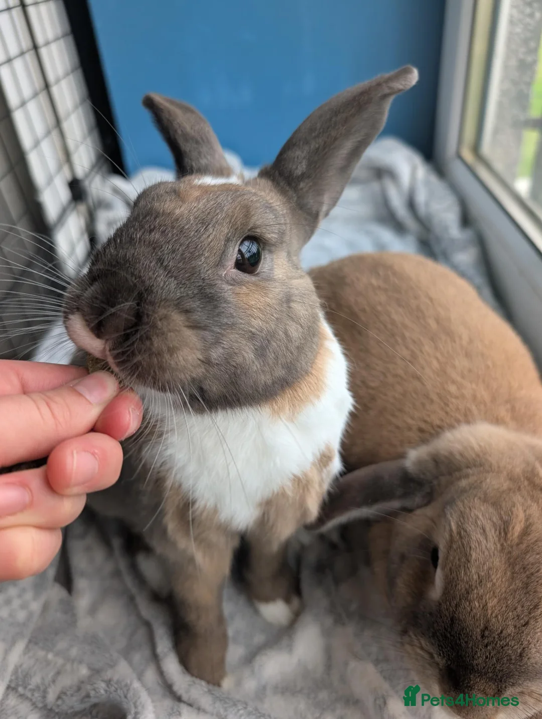 Mixed Breed rabbits for sale: Bonded pair  in Irvine - Advert 2