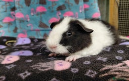 Guinea Pig rodents for sale: Baby Longhaired Brothers/Teddies Available RTR - Image 8
