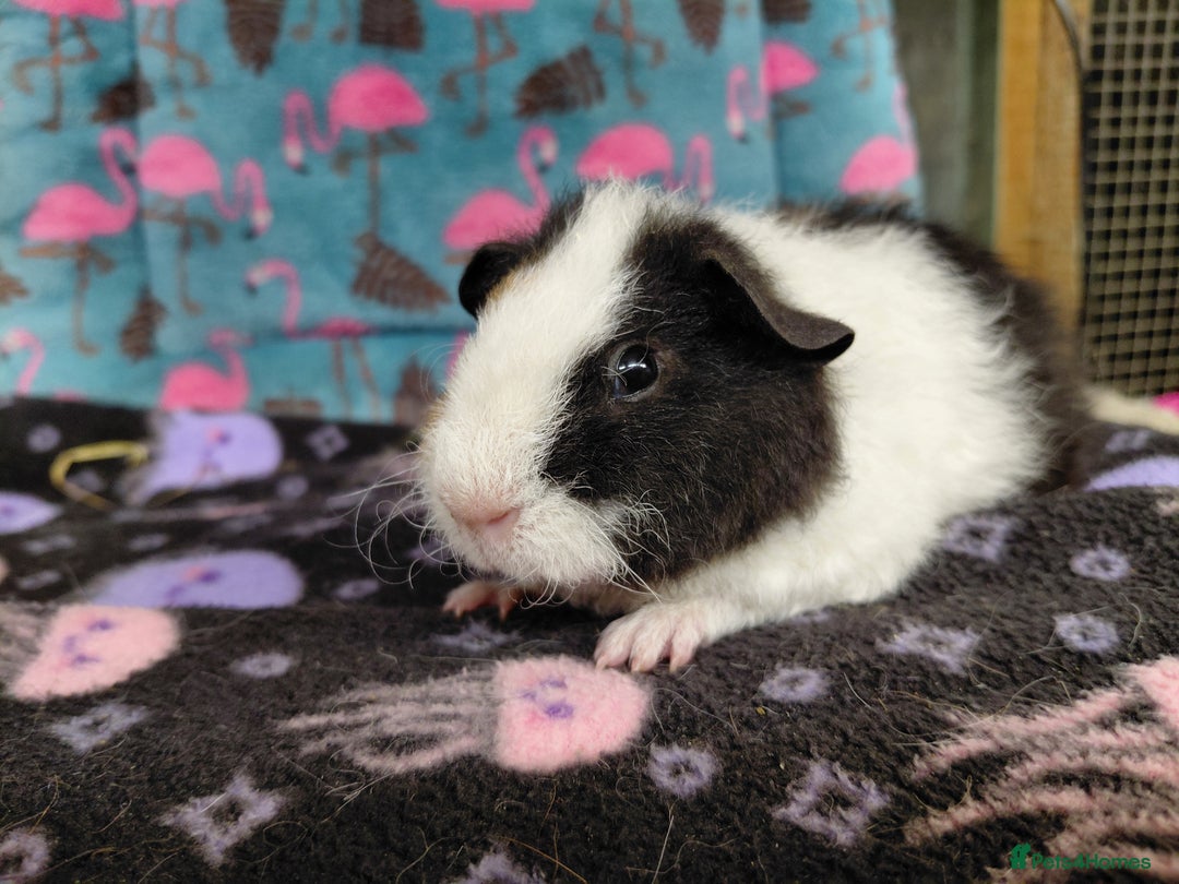 Guinea Pig rodents for sale: Baby Longhaired Brothers/Teddies Available RTR - Image 8