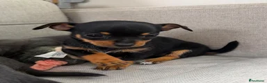 Black & tan girl