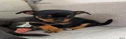 Chihuahua dogs for sale: CHIHUAHUA PUPPIES in Preston - Advert 6