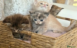 Ragdoll cats for sale: Ragdoll x - Image 2