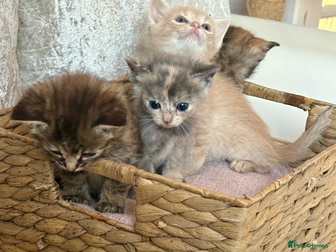 Ragdoll cats for sale: Ragdoll x - Image 2