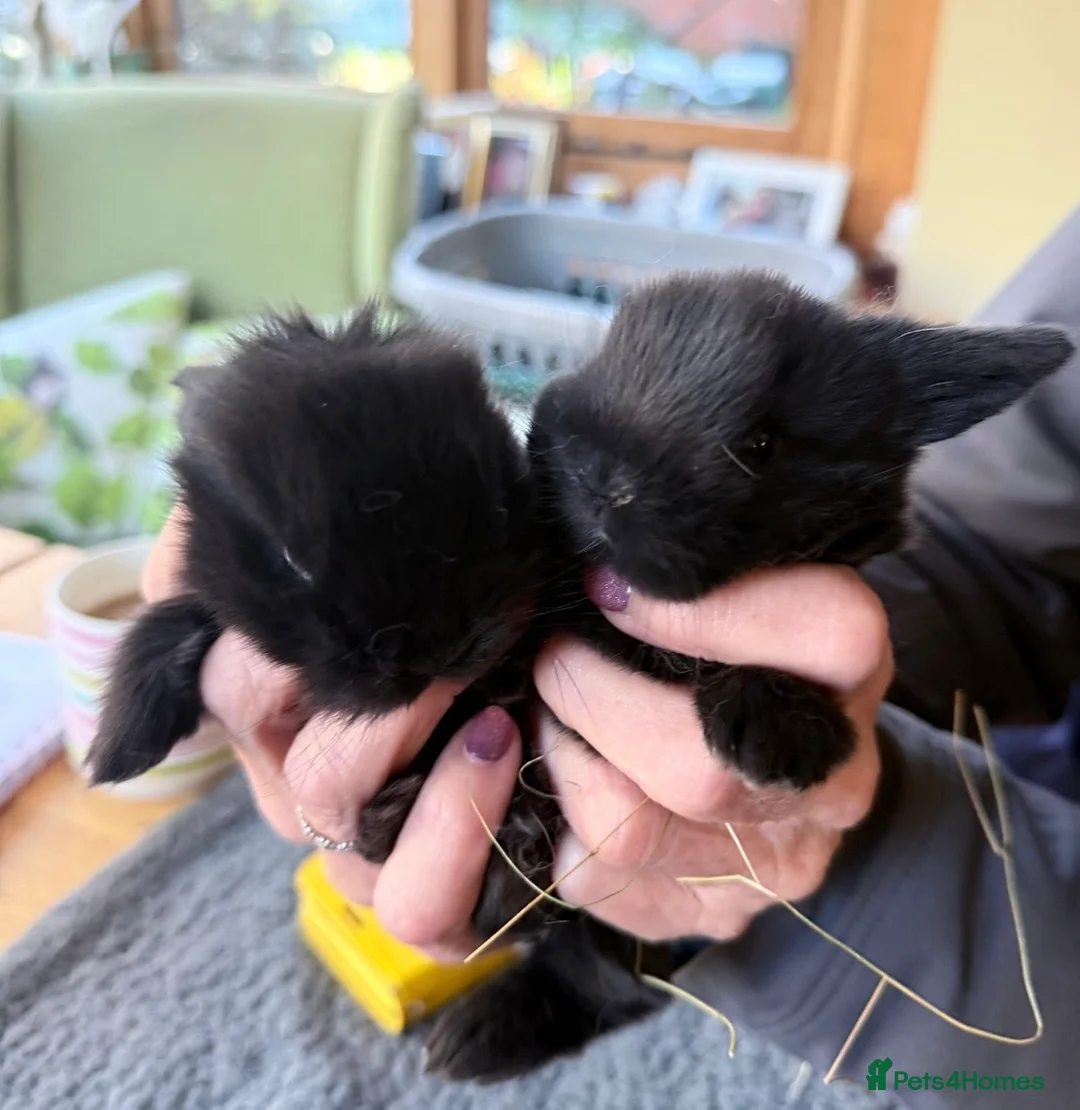 Netherland Dwarf rabbits for sale: Beautiful Netherland Dwarf & Mini lop bunnies  - Advert 9