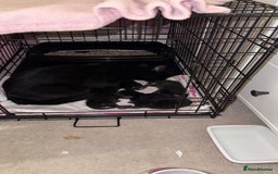 Mixed Breed cats for sale: Adorable Kittens Ready for Their Forever Homes🐾 - Image 4