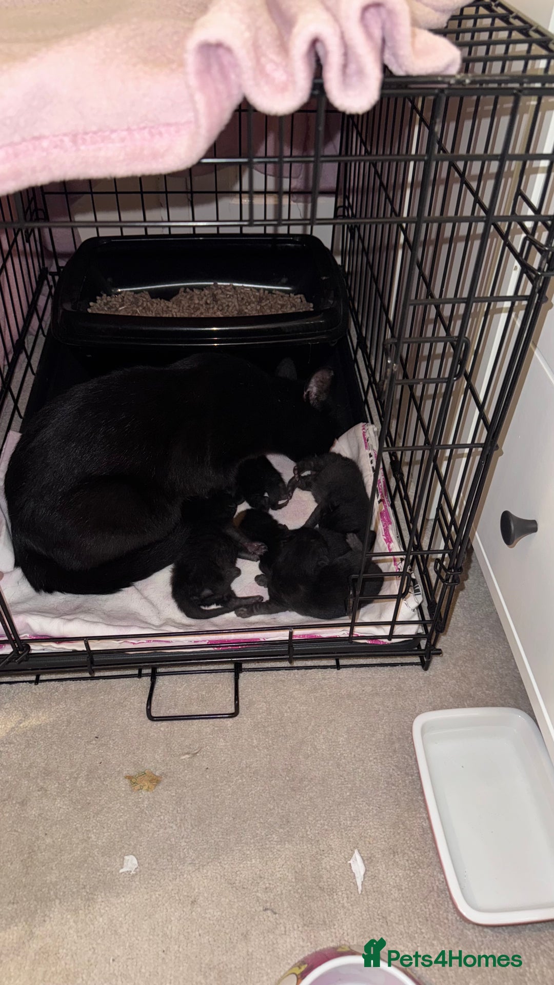 Mixed Breed cats for sale: Adorable Kittens Ready for Their Forever Homes🐾 - Image 4