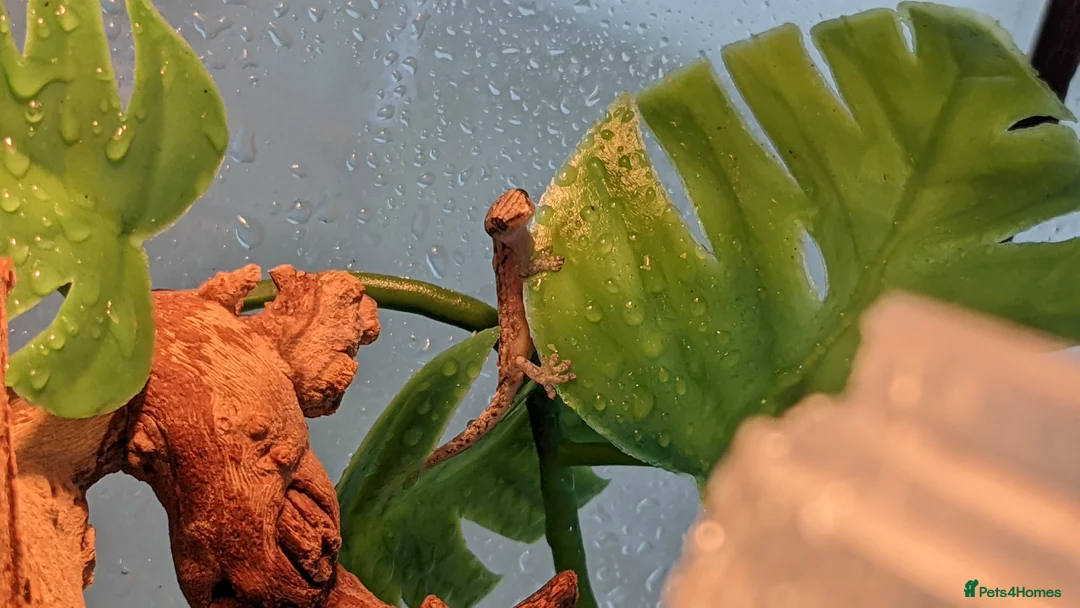 Gecko reptiles for sale: Mourning geckos - Advert 7