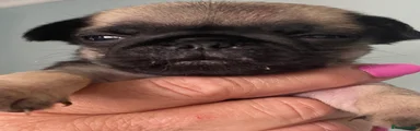 Pug 4