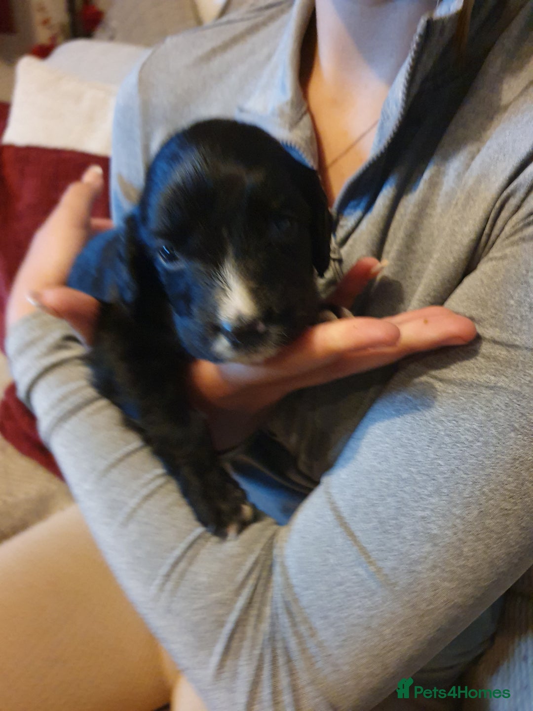 Springador dogs for sale: Springador puppies - Advert 8