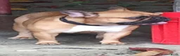 French Bulldog dogs for stud: Champion French Bulldog Available for STUD - Advert 7