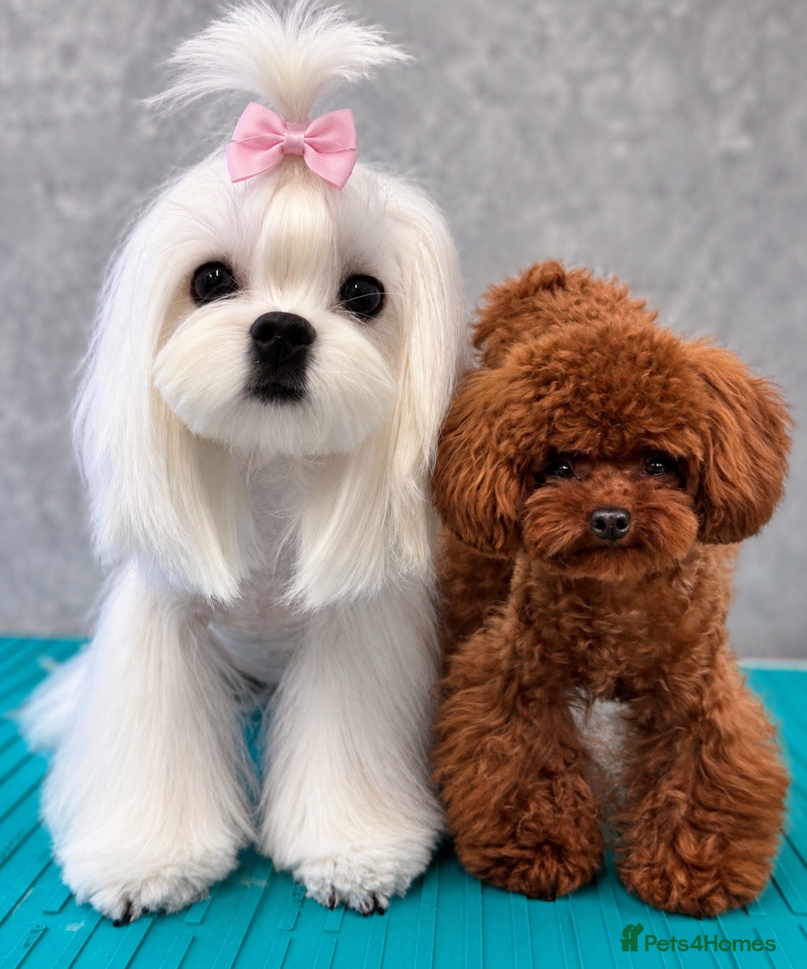 Maltipoo dogs Asian/Korean Maltipoo. DNA tested parents. - Advert 1
