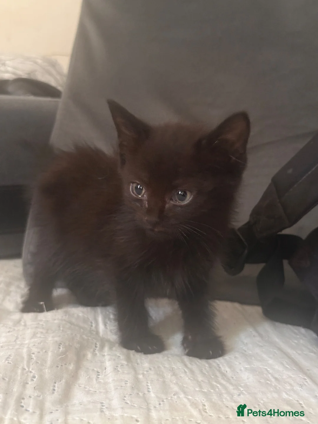 Mixed Breed cats for sale: Kittens For Sale – 5 Left! East London in London - Advert 6