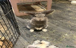 Mini Lop rabbits for sale: Male and Female Rabbit Pair - Image 3