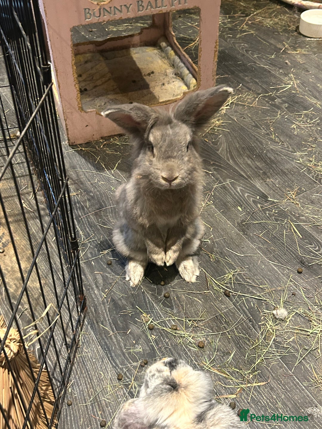 Mini Lop rabbits for sale: Male and Female Rabbit Pair - Image 3