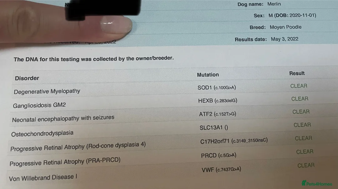 Miniature Poodle dogs for stud: Mister Kent Merlin silver miniature Poodle Stud in London - Advert 14