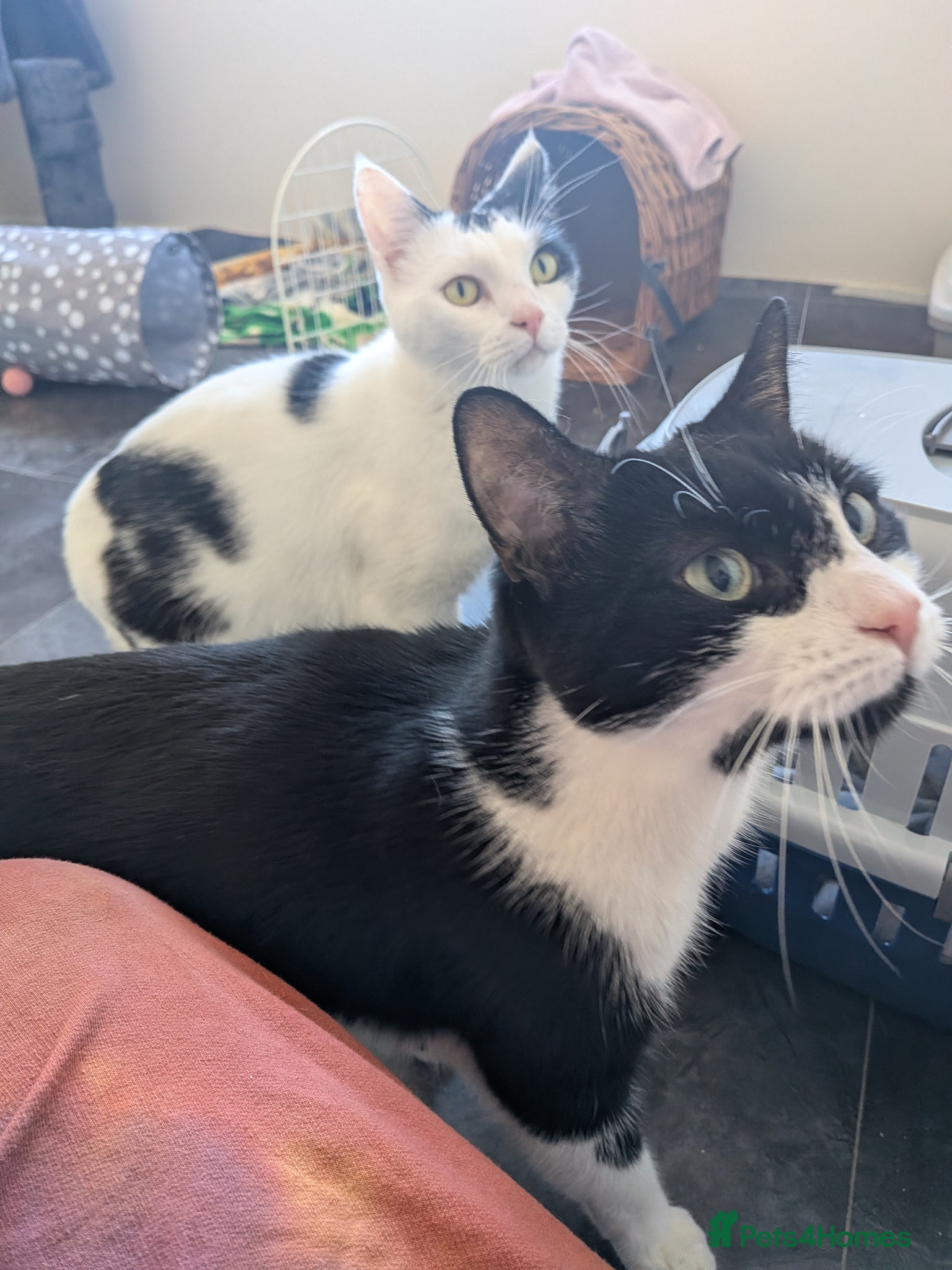 Domestic Shorthair cats Rosie and Jim are a wonderful pair - Advert 2