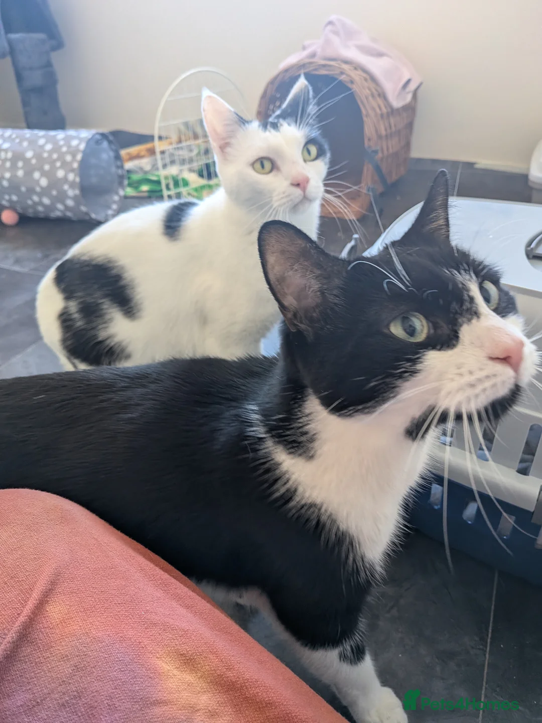Domestic Shorthair cats for adoption: Rosie and Jim are a wonderful pair - Advert 1