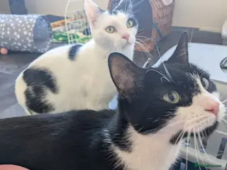 Domestic Shorthair cats Rosie and Jim are a wonderful pair - Advert 2