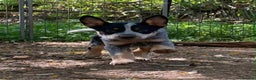 Australian Cattle Dog dogs for sale: Sweet And Loveable Litters Australian Cattle Dogs - Advert 10