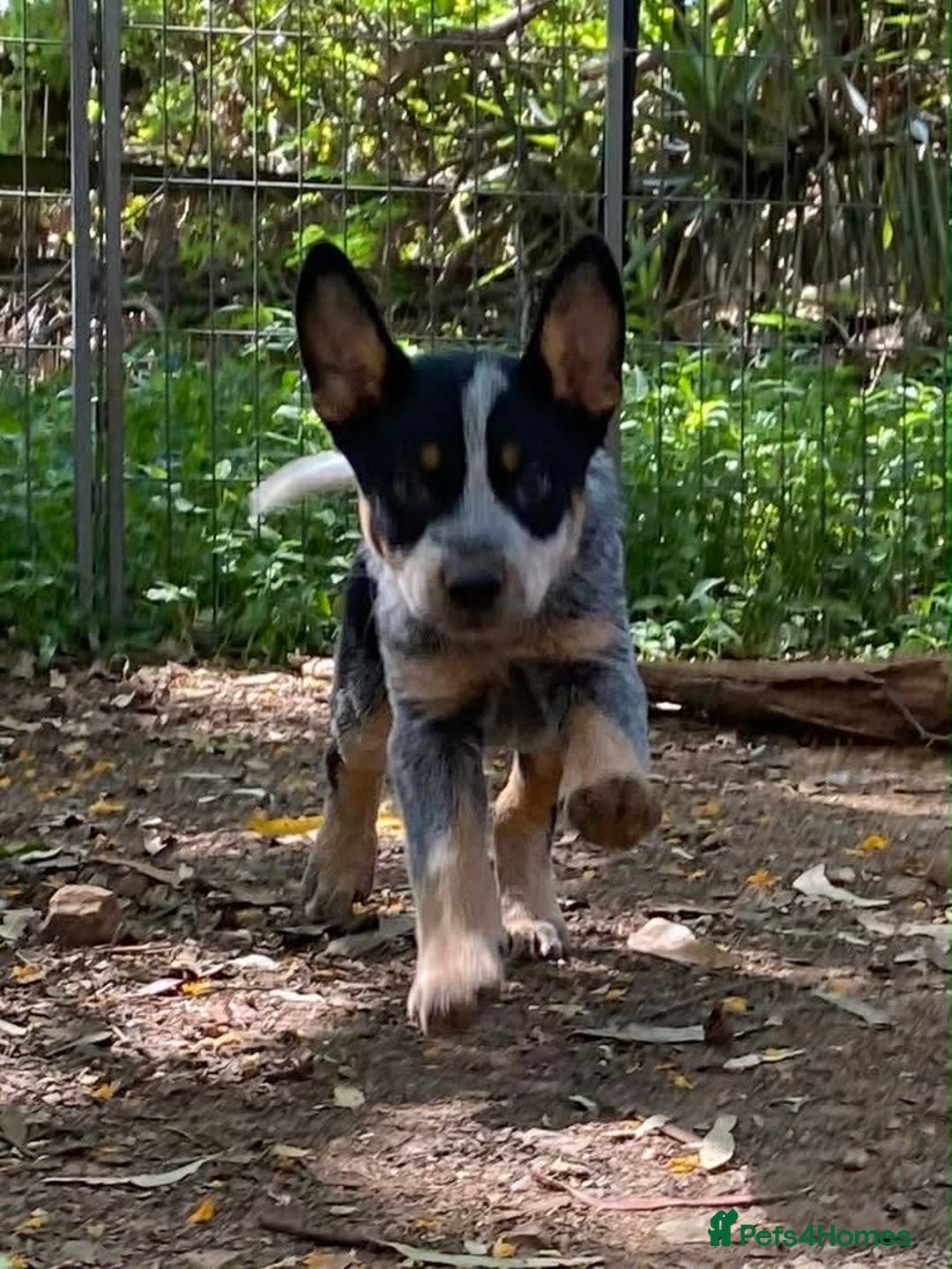 Australian Cattle Dog dogs for sale: Sweet And Loveable Litters Australian Cattle Dogs - Advert 10