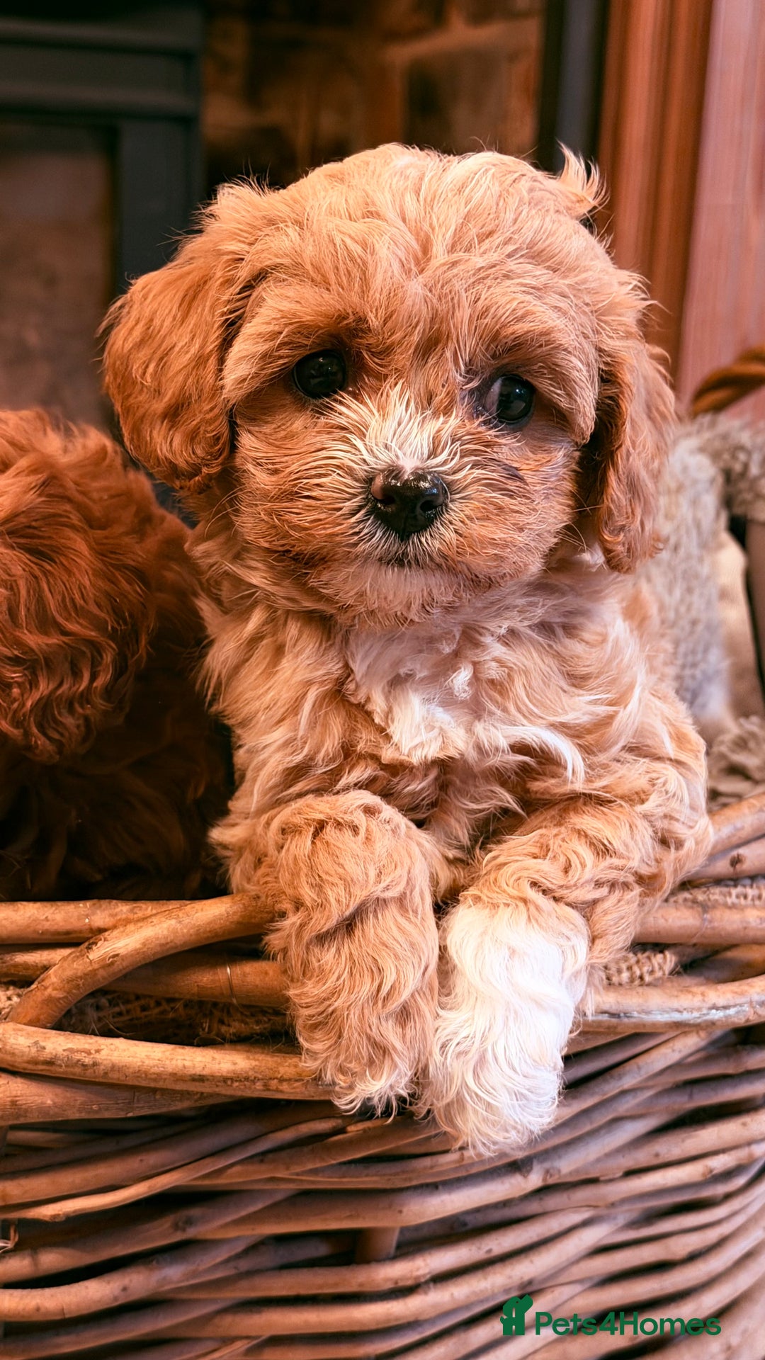 Cavapoo dogs for sale: F1 Stunning Red and Cream Cavapoo Babies - Advert 8