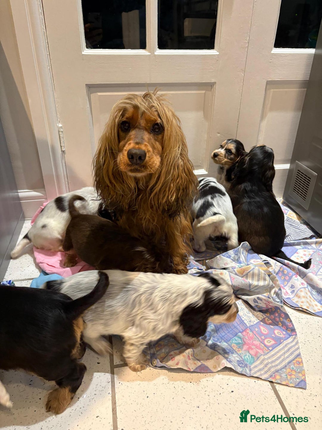 Cocker Spaniel dogs for sale: Pure show type KC reg DNA health test  - Advert 1