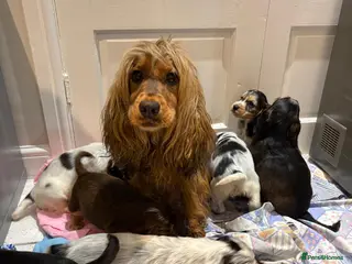 Cocker Spaniel dogs Pure show type KC reg DNA health test - Advert 12